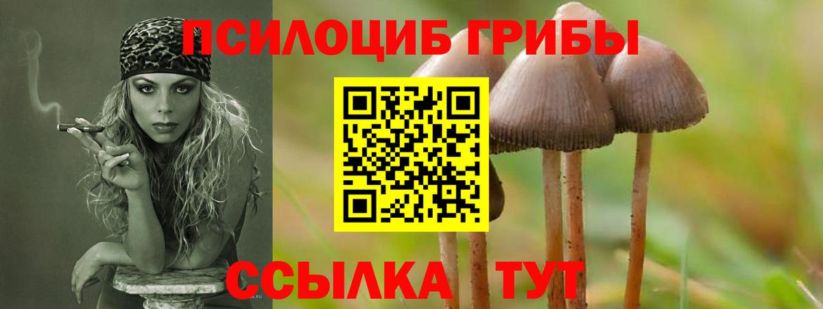 сколько стоит  Вход с VPN  Михайловка  Псилоцибиновые грибы прущие грибы  Псилоцибиновые грибы Magic Shrooms 